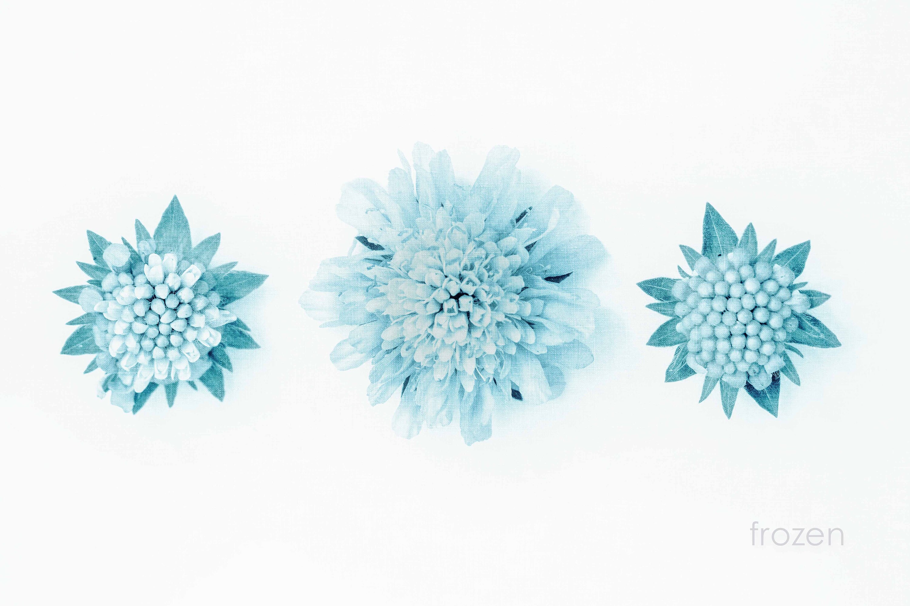 blue and white floral botanical fine art at the affordable art fair christmas market by deborah pendell with morgan davies art