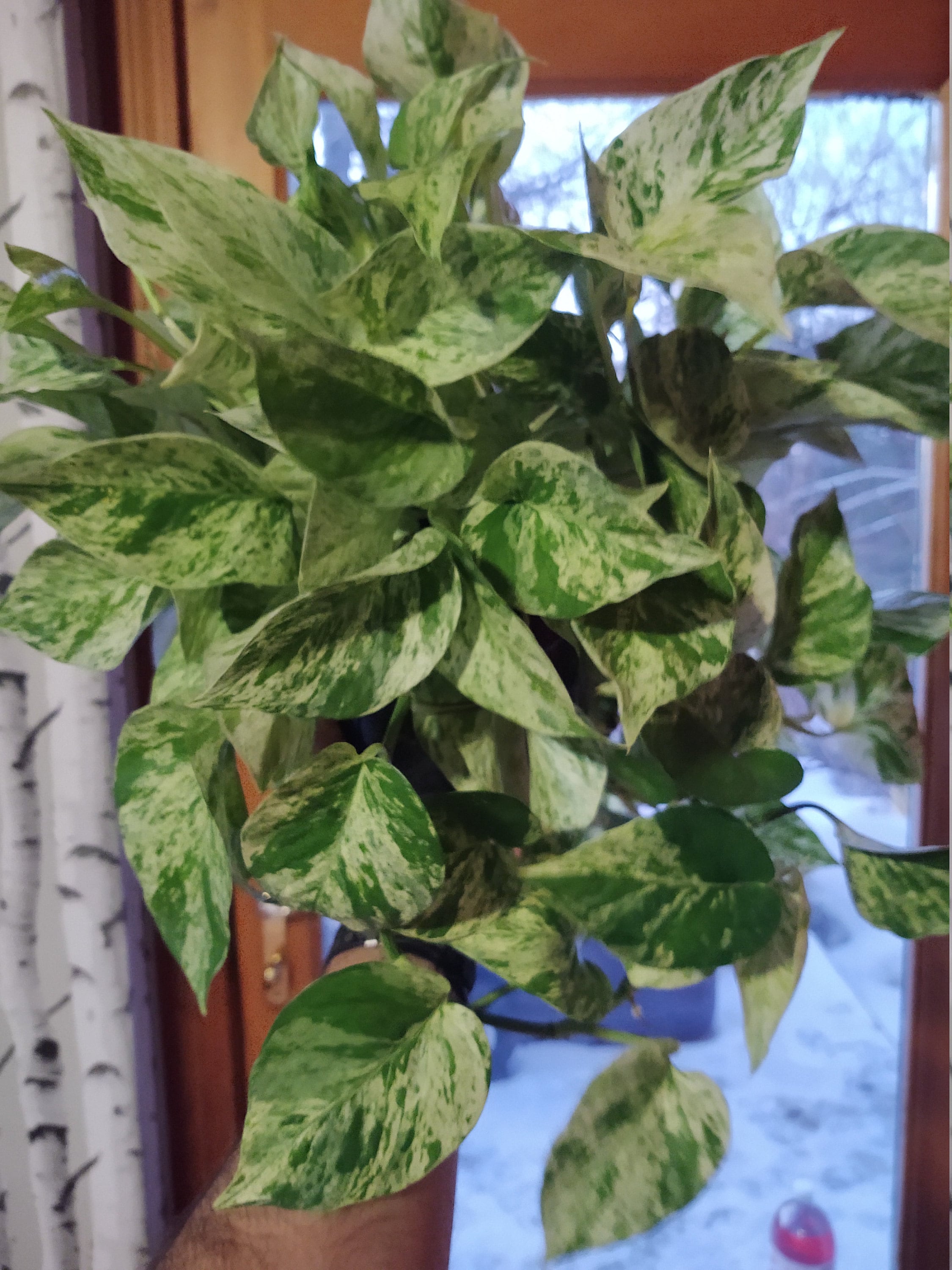Marble Pothos from MySylvanGardens.com
