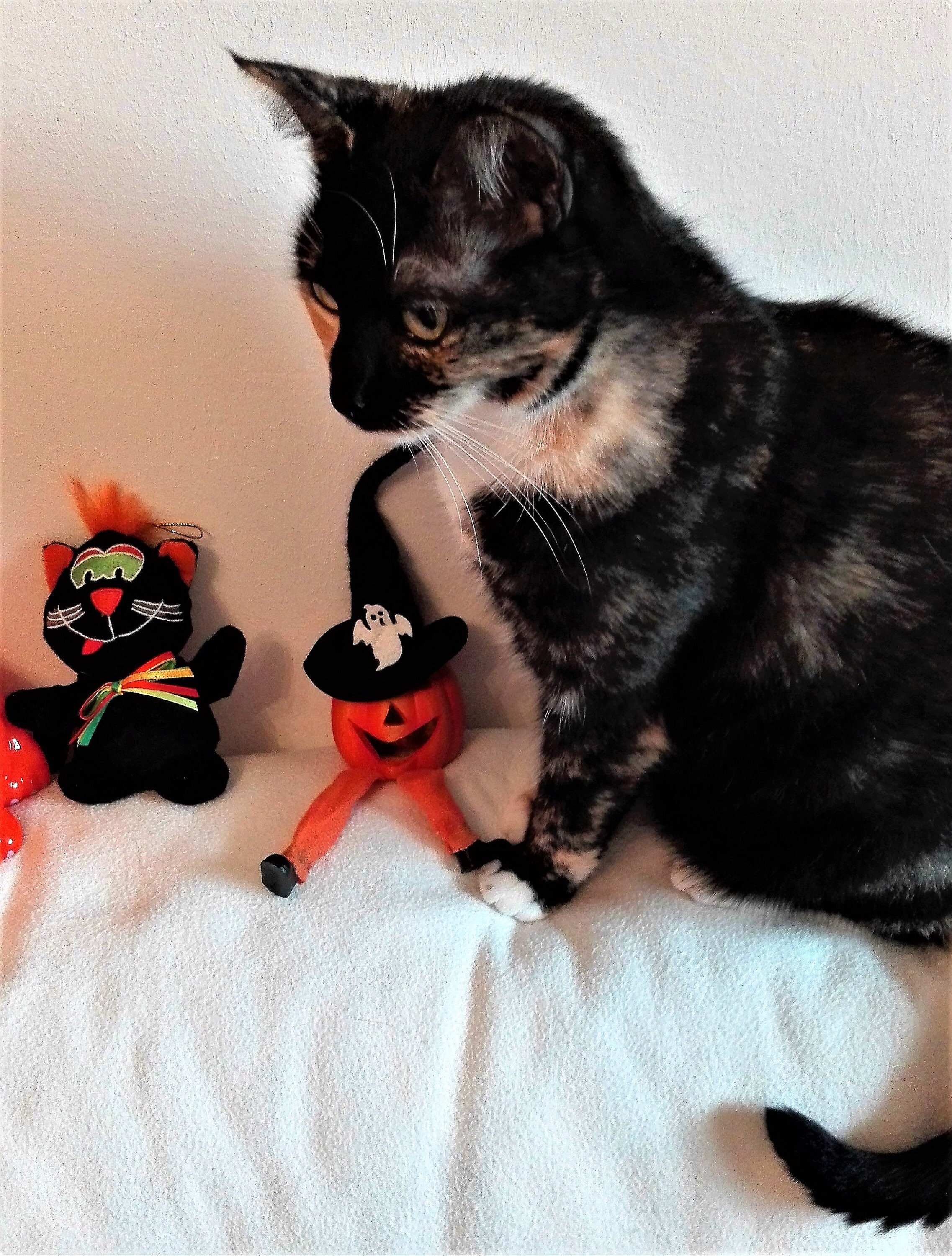 Crafts4Cats