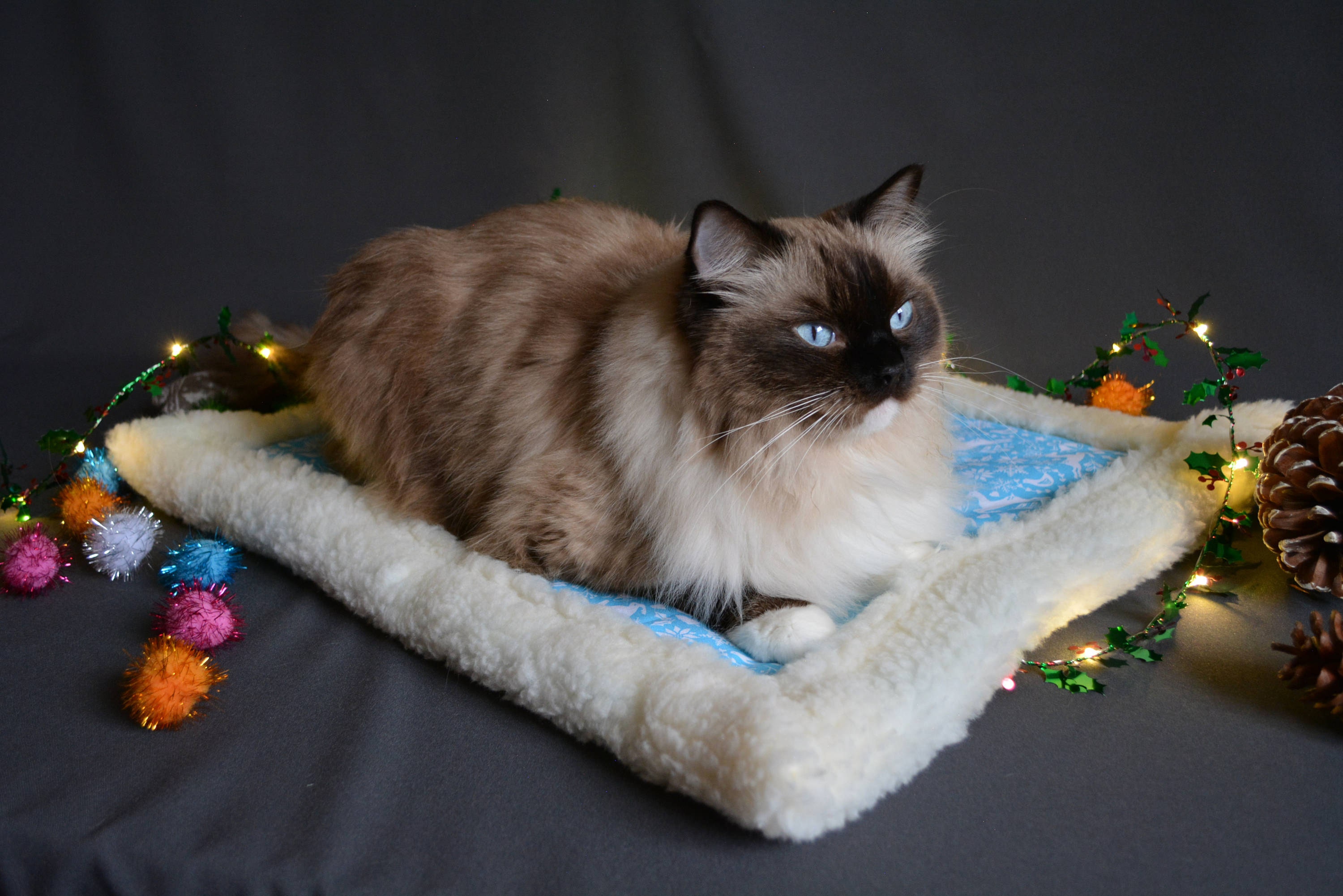 Cat Christmas blanket
