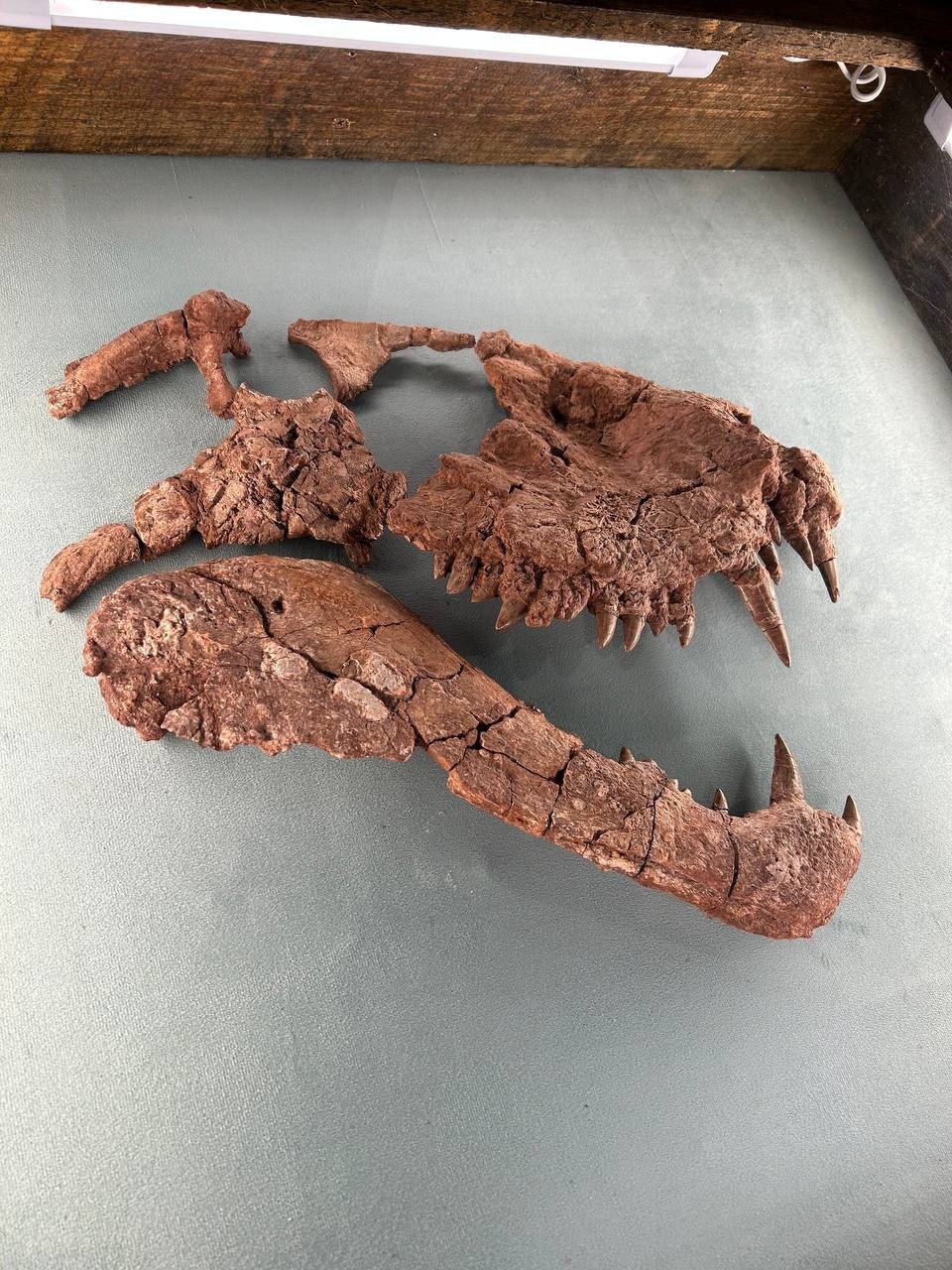 Beautiful top and bottom pieces of a Dimetrodon grandis skull