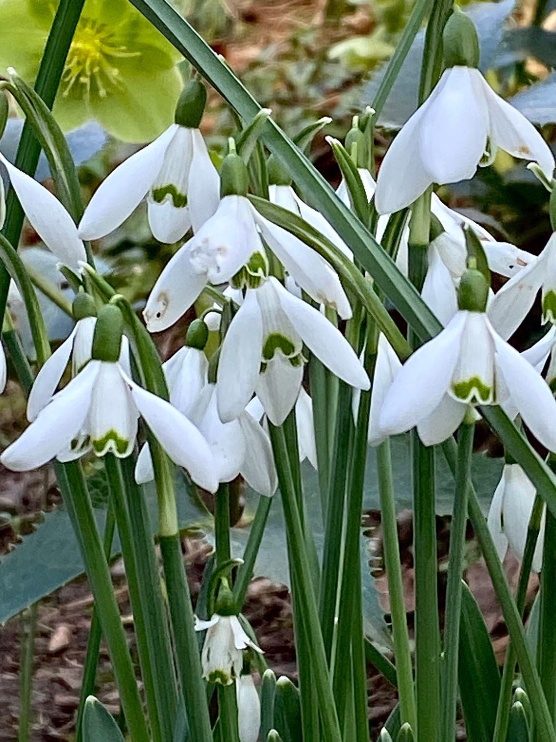 a snowdrop photograph