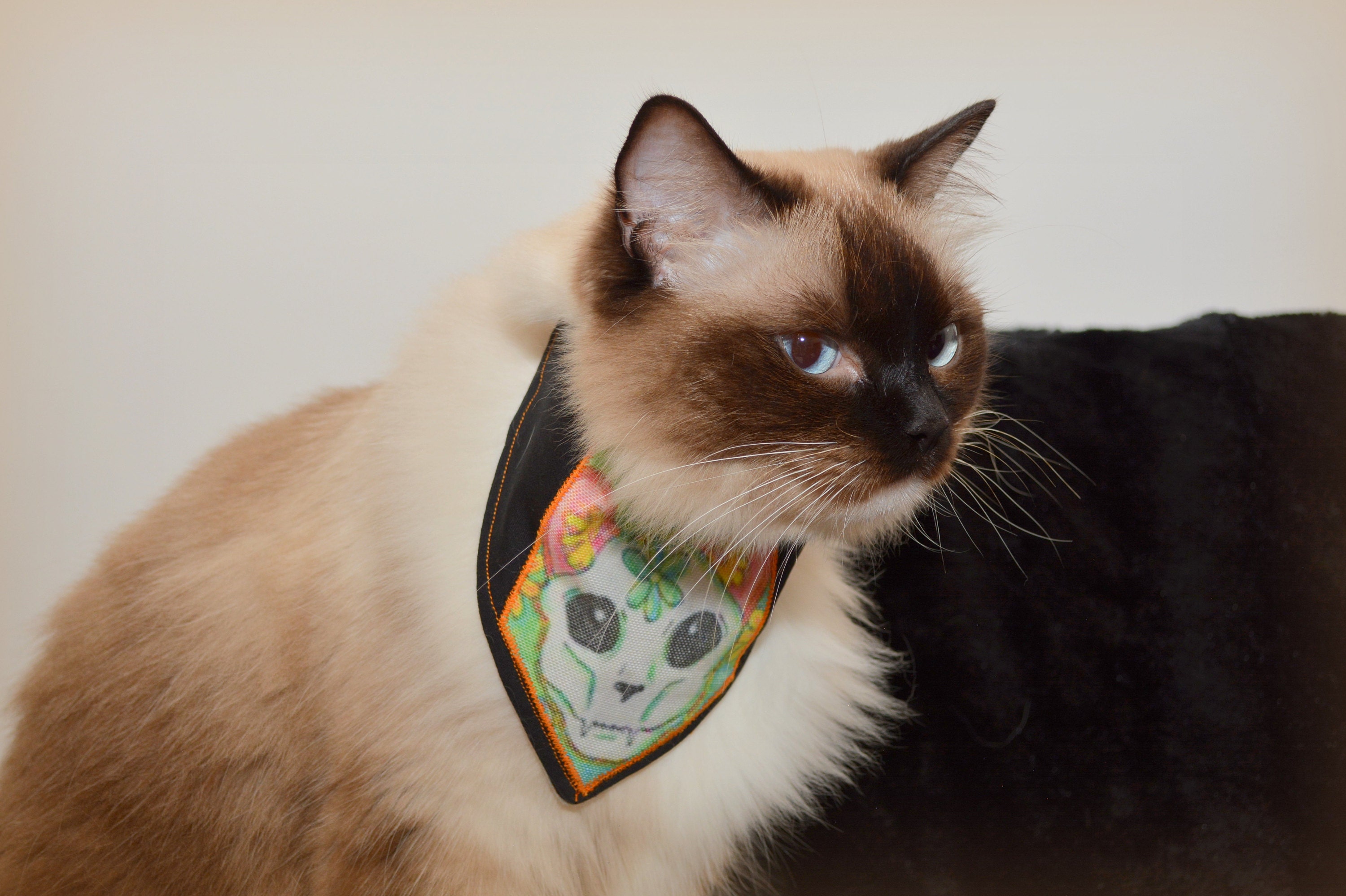 Zombie cat bandana