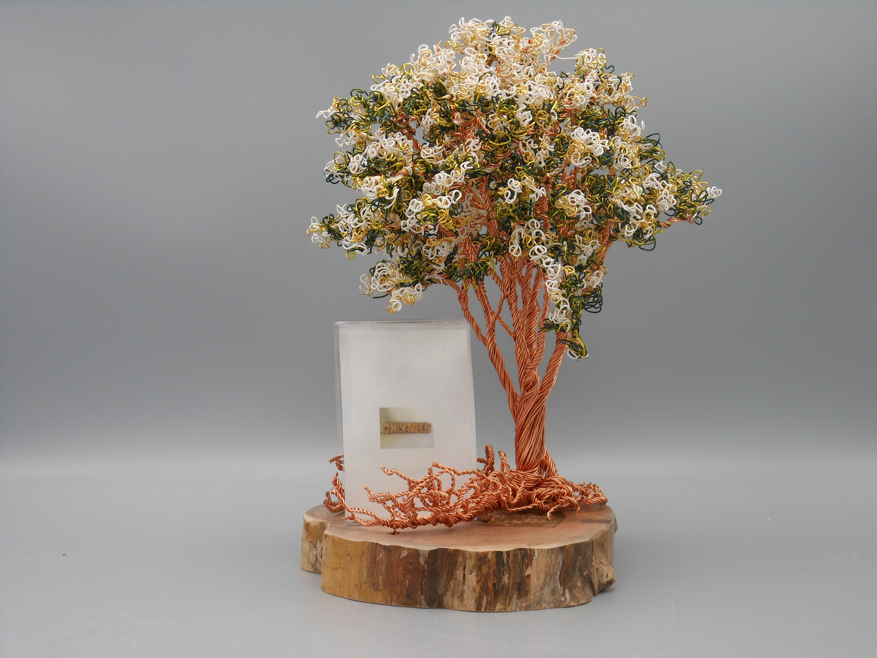 Crepe Myrtle