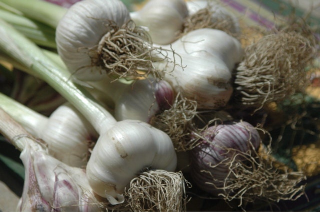 garlic