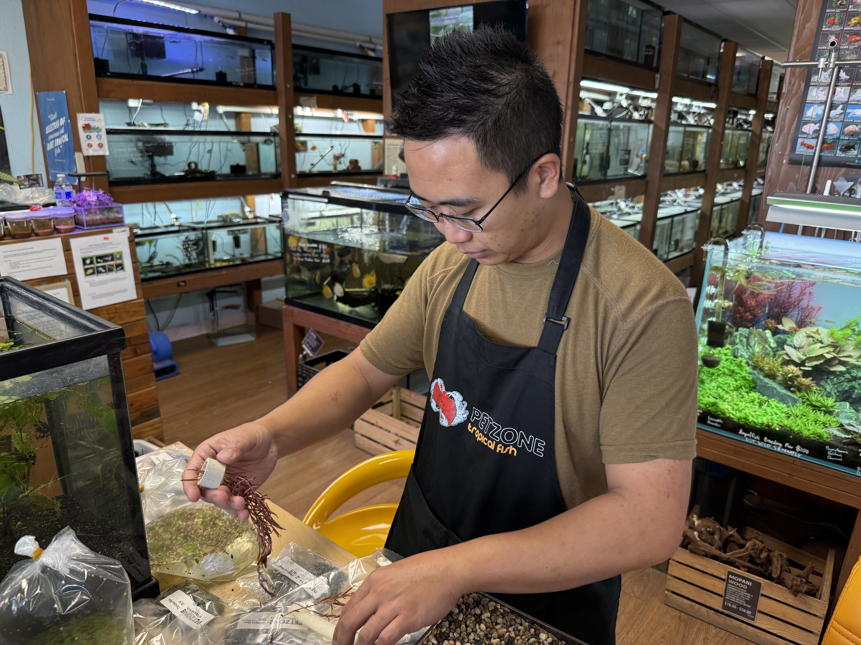 Jeff doing some in-house trimming and bunching our stem plants that will be going to their new aquascape homes