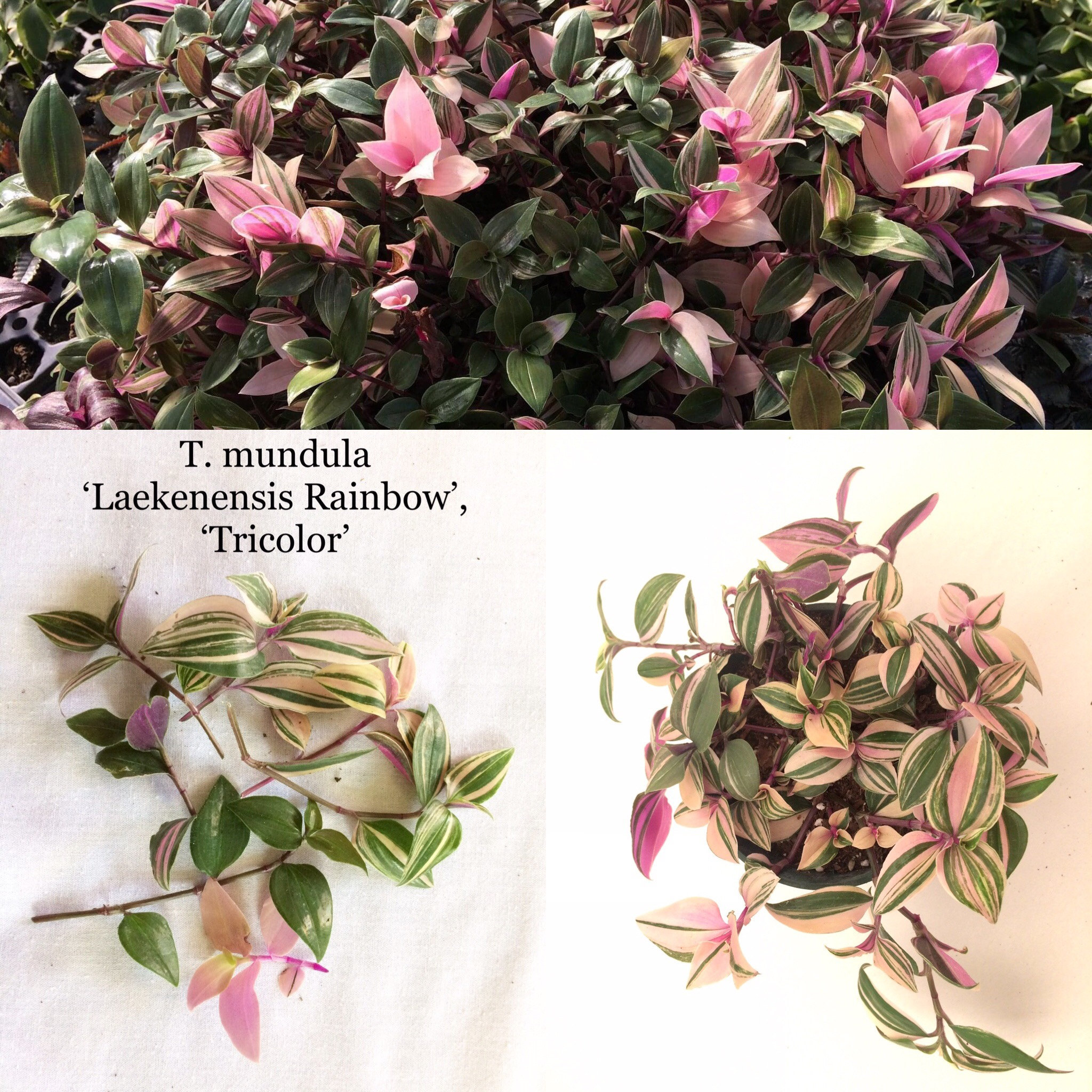 Which Variety Do I Have Tradescantia Care And Identification Which Variety Do I Have Tradescantia Care And Identification