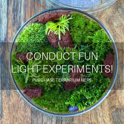 Conduct fun light experiments! Purchase terrarium here.