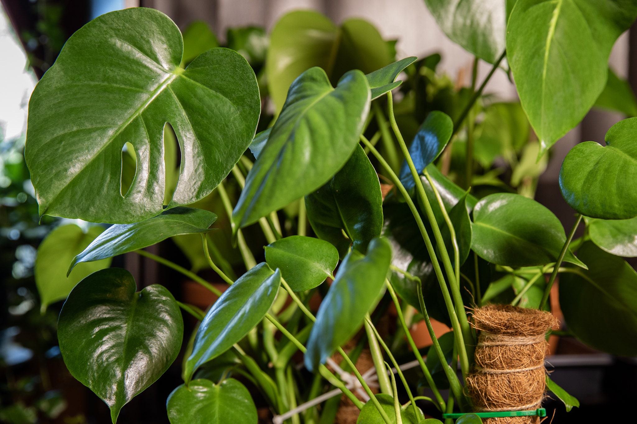Monstera Deliciosa can thrive in low-light conditions