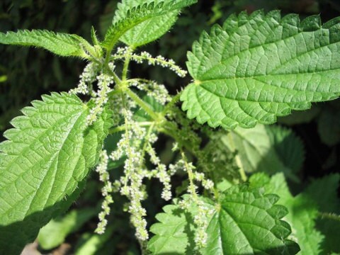 Nettle Flowers