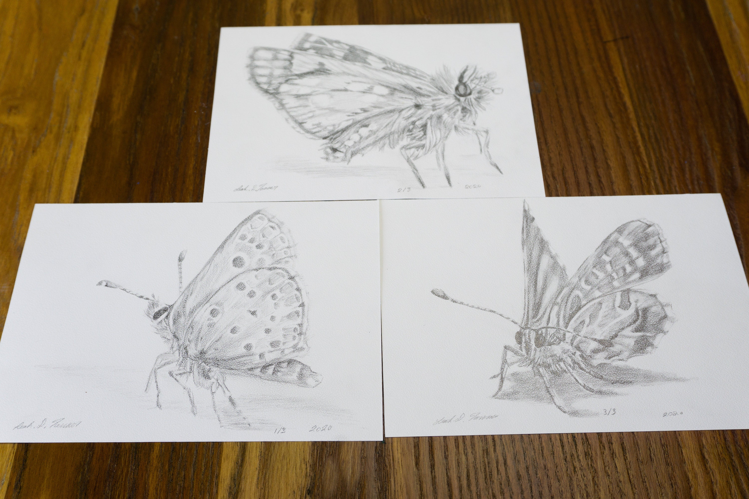Moth Friends