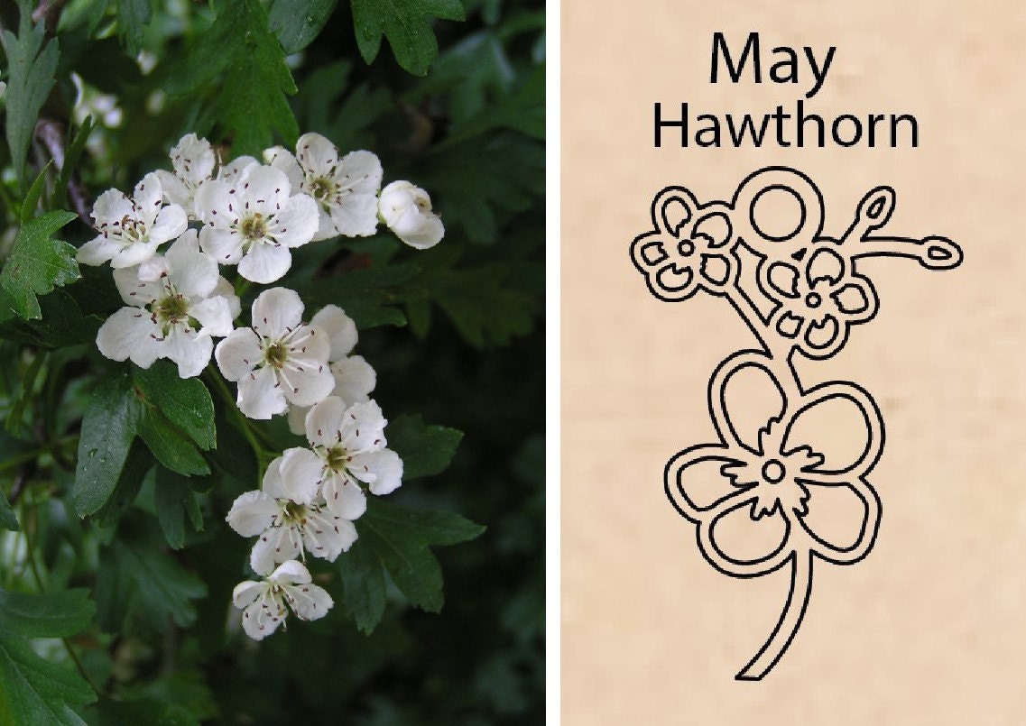 Hawthorn Flower By Necklace Dream World