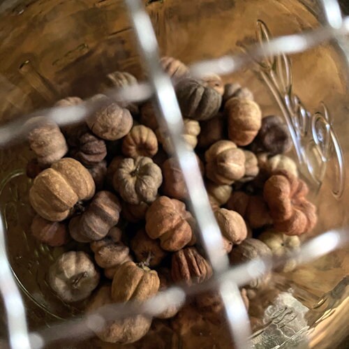 Putka pods in a jar