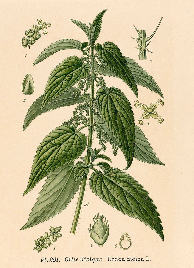 botanical print of nettle