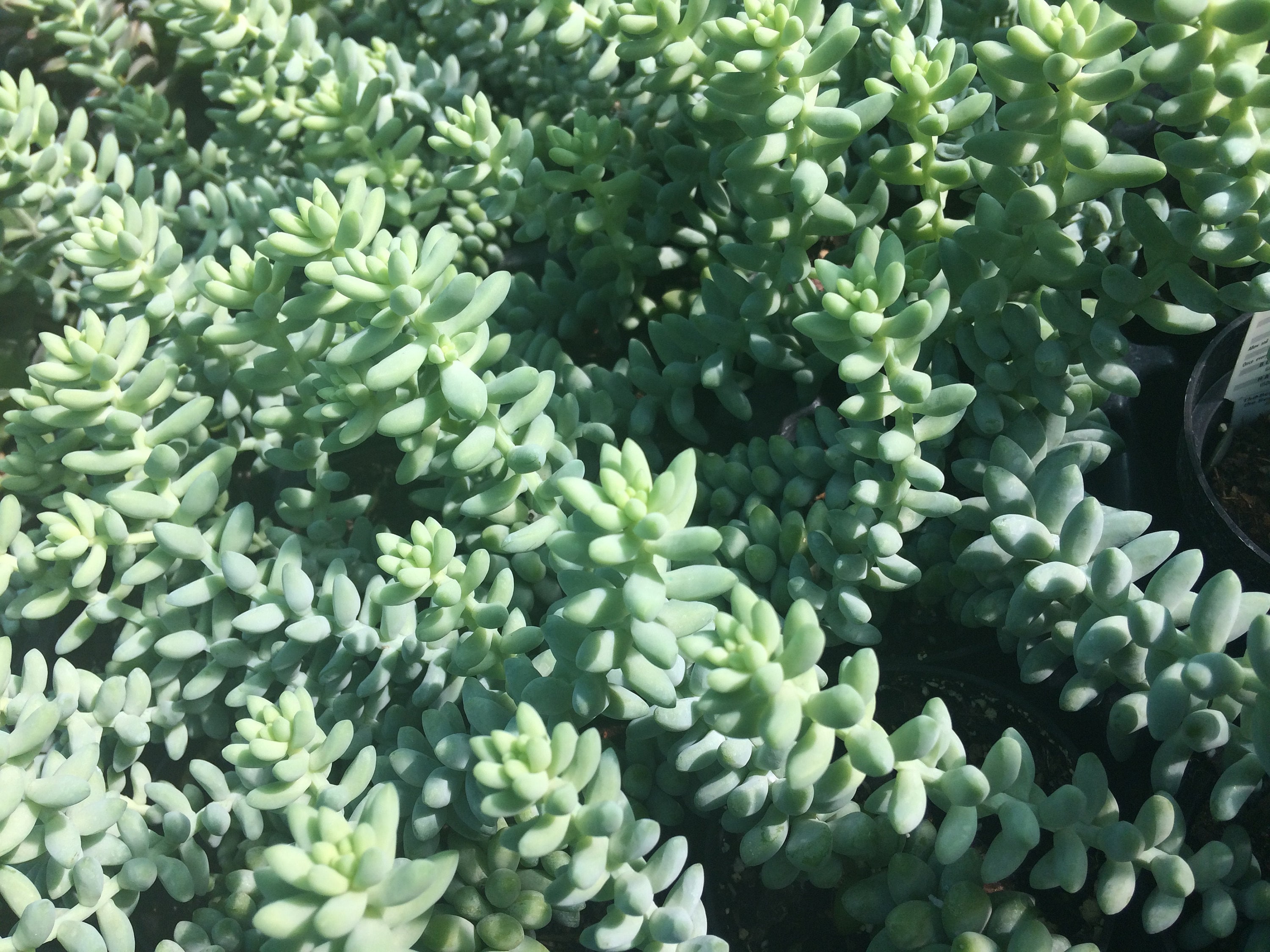 pics Donkey Tail Succulent Baby a tail of two sedums donkey s tail or