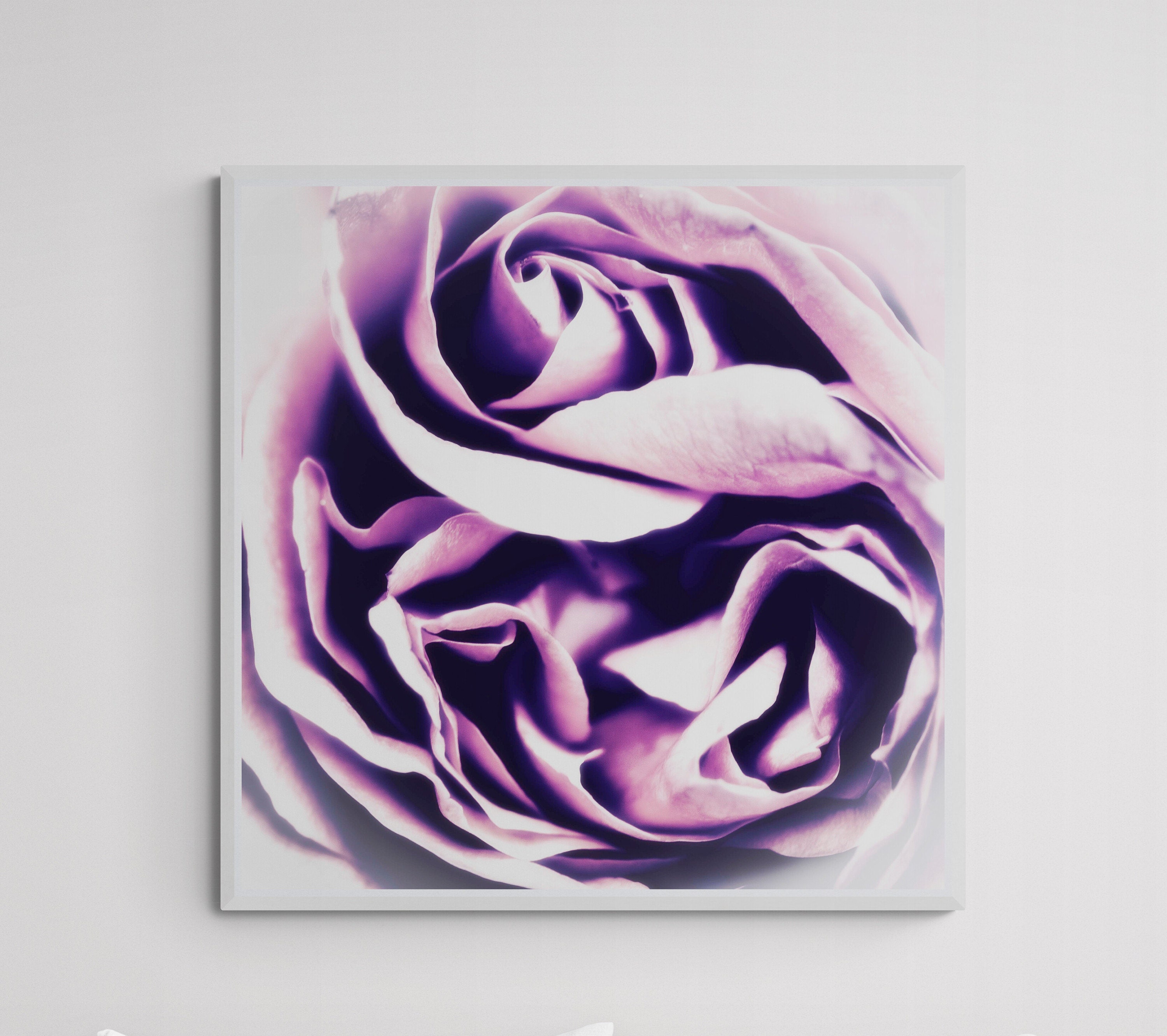 very peri fine art floral rose wall art by deborah pendell on sale at contemporary art fairs sandown surrey by deborah pendell