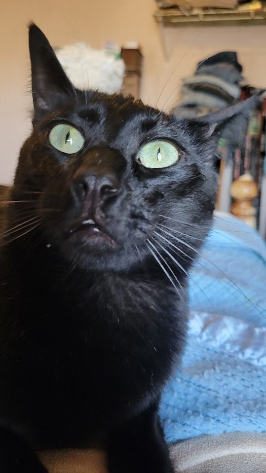 A black cat with green eyes staring intensely above the camera
