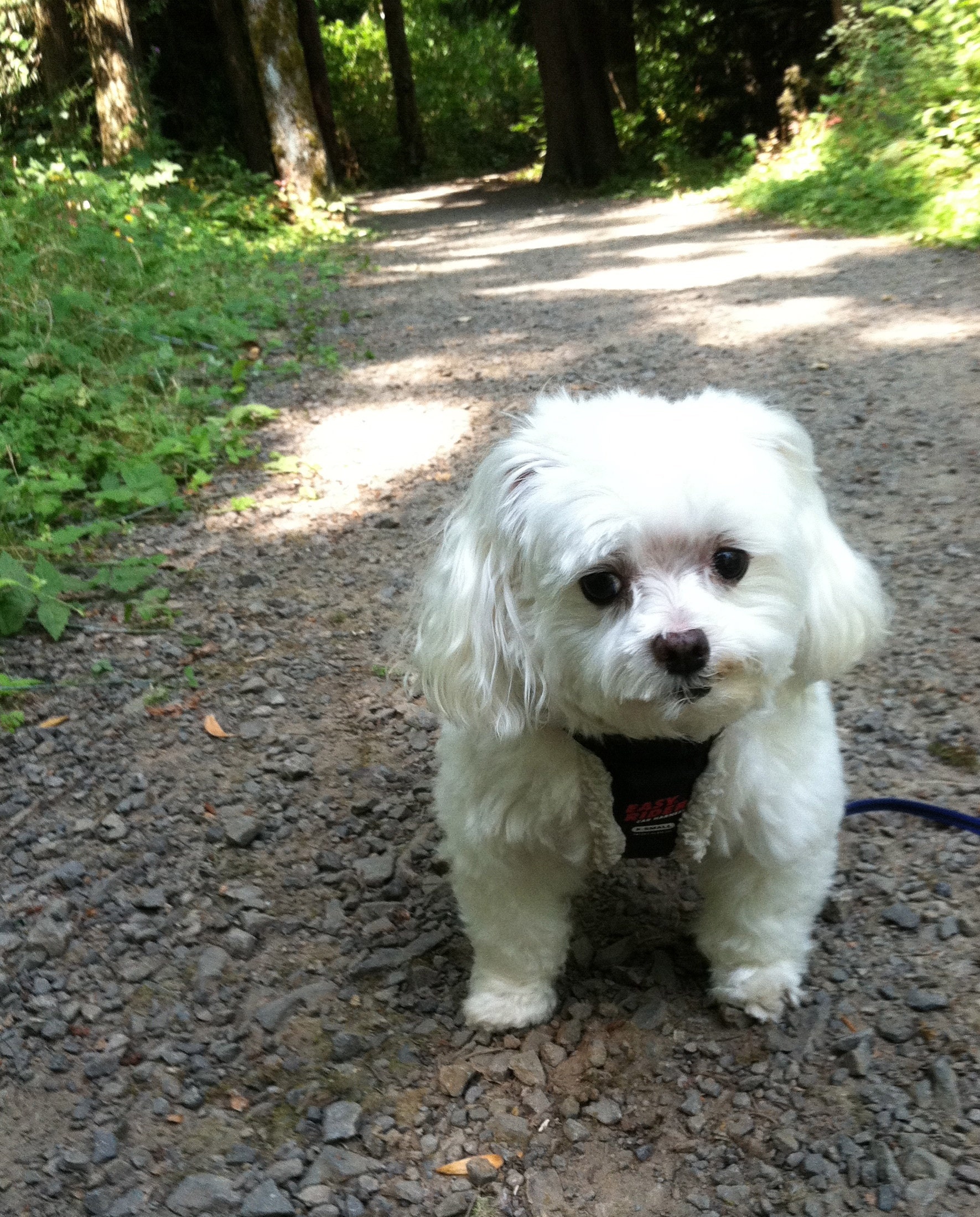 walk at the park