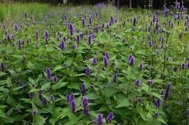 Anise Hyssop (Agastache foeniculum)