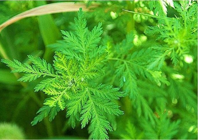 ArtemiCure - Artemisia annua plant in the natur