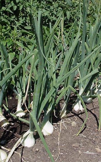 Onion