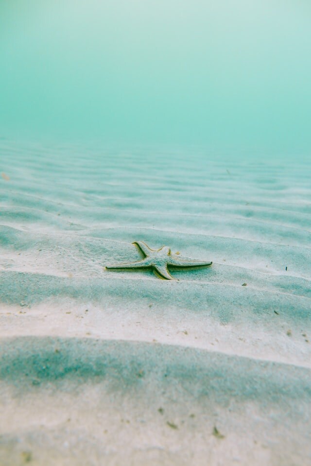 under the sea