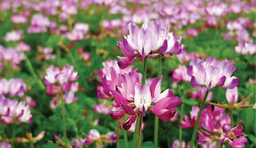 Astragalus Flower