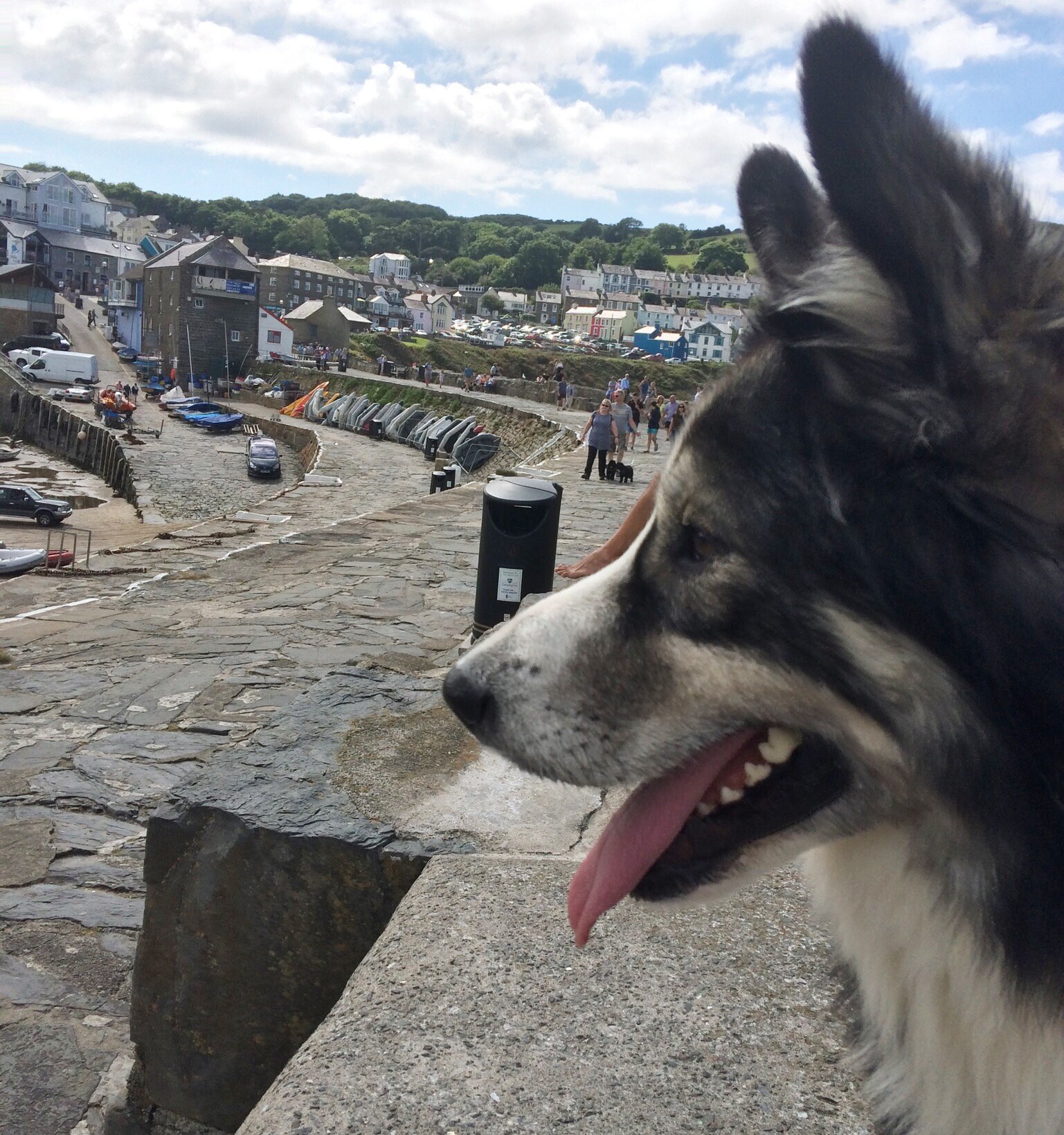 Shap - Alaskan malamute x collie - First time at the beach