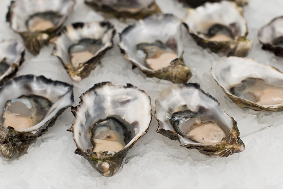 Oysters