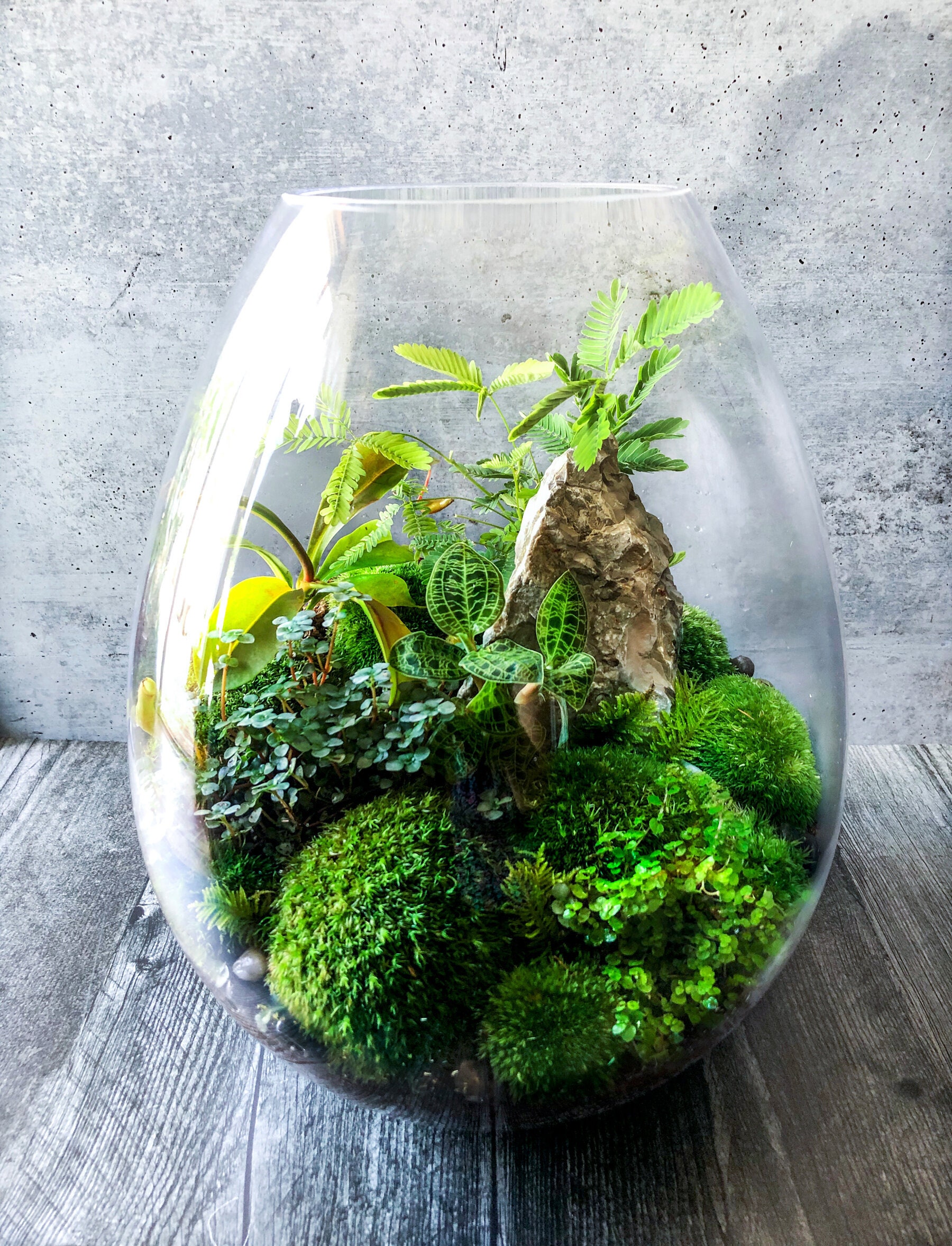 tropical plant terrarium