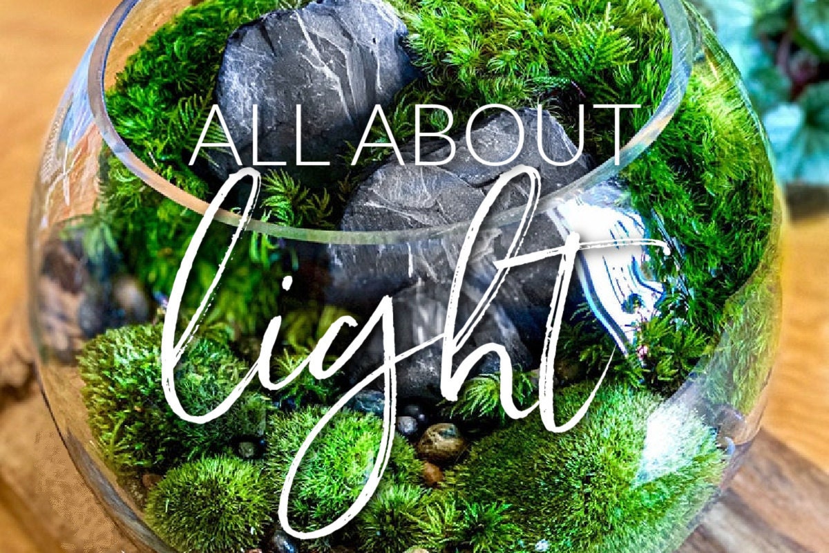 Moss Terrariums: What About Light?