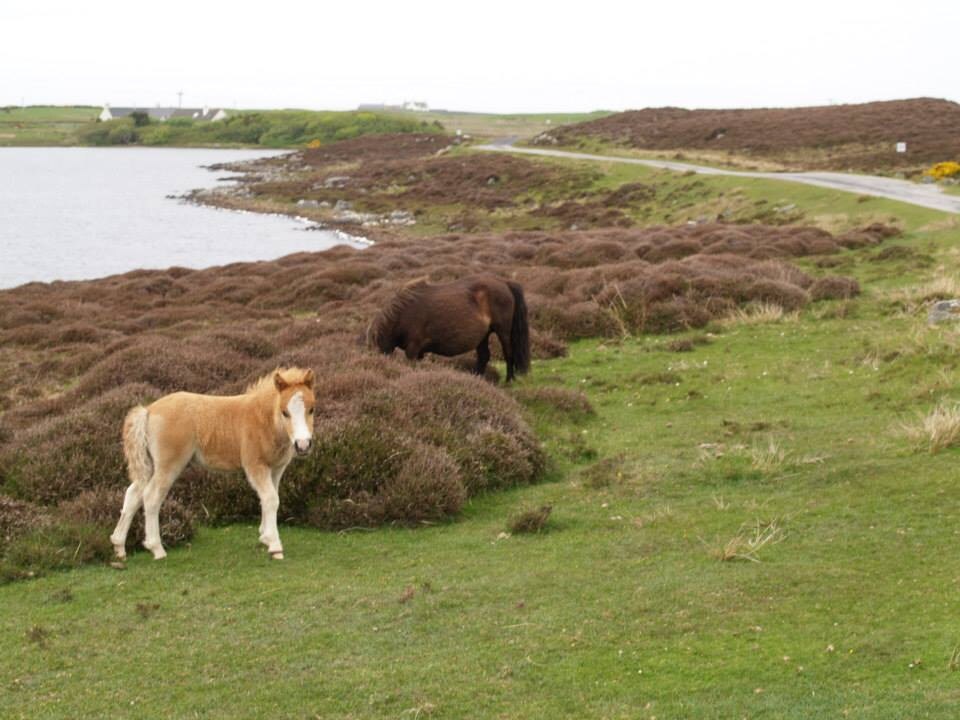 foal and mum