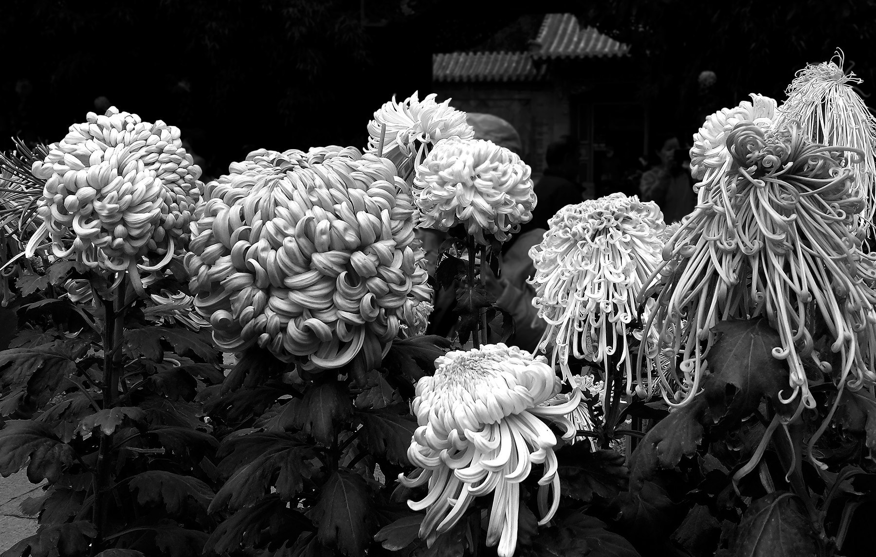 Taken in Jinan, China 2013