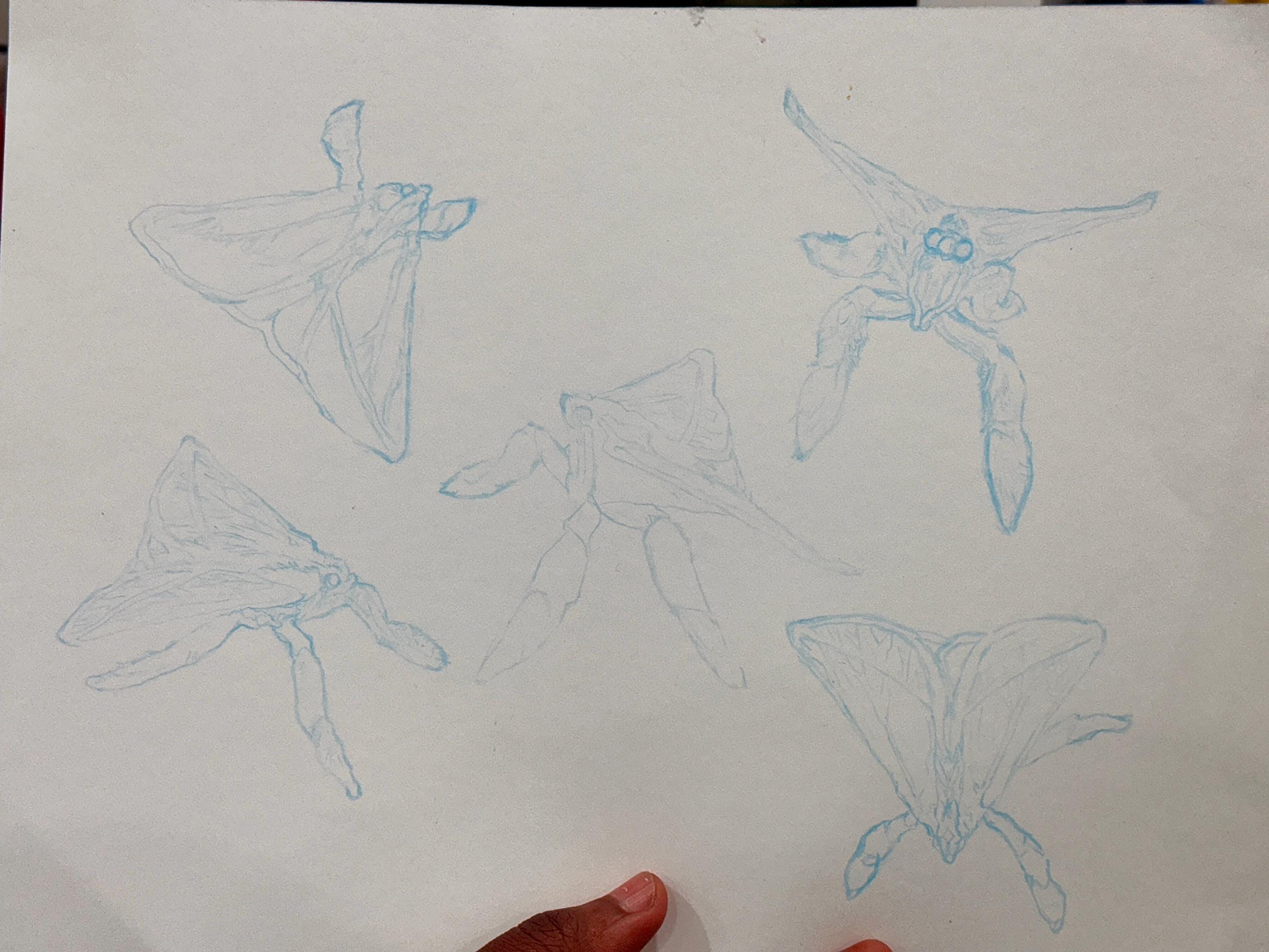 Pink snout moth