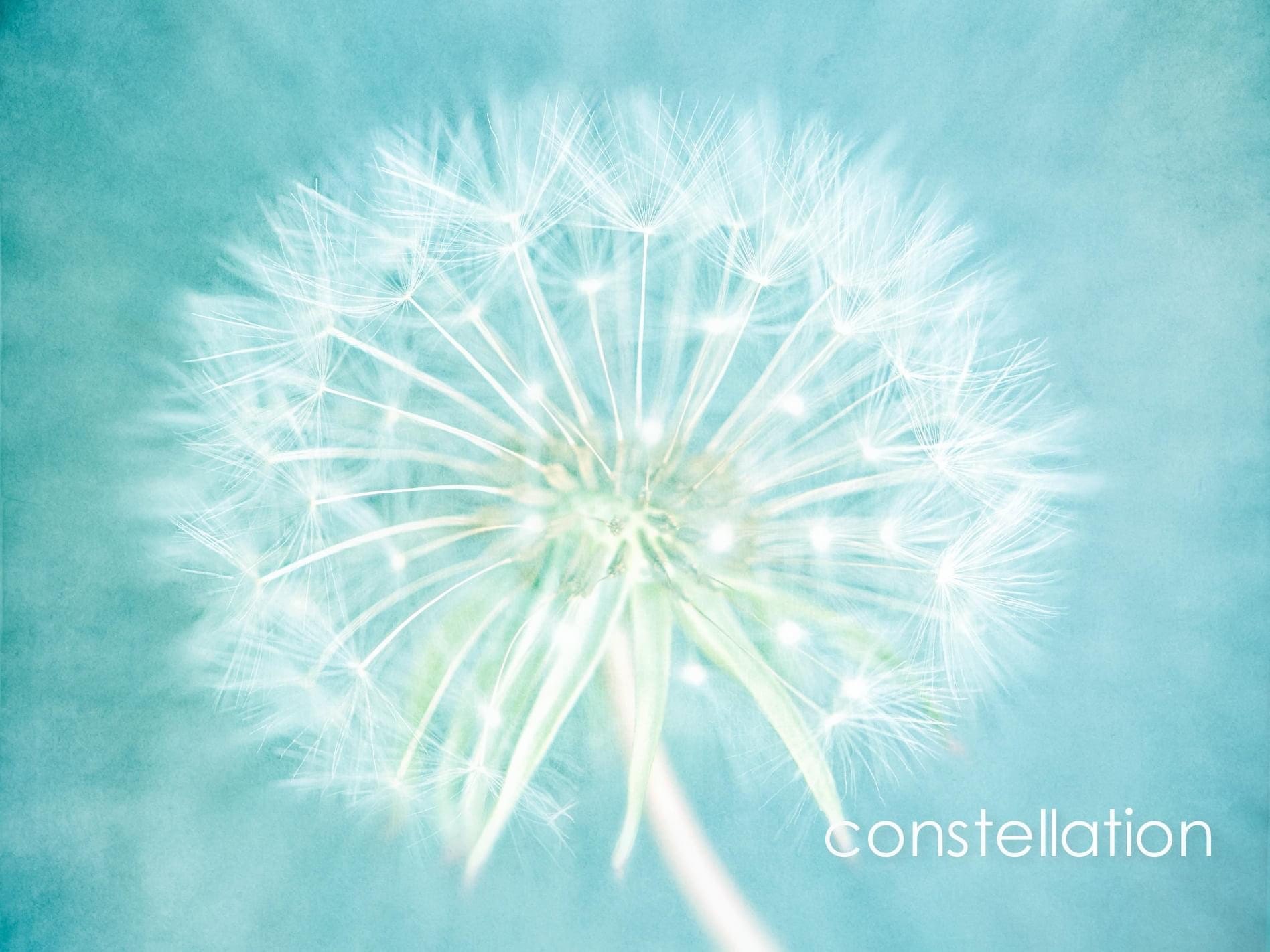 Blue and green close up dandelion limited edition print and wall art uk