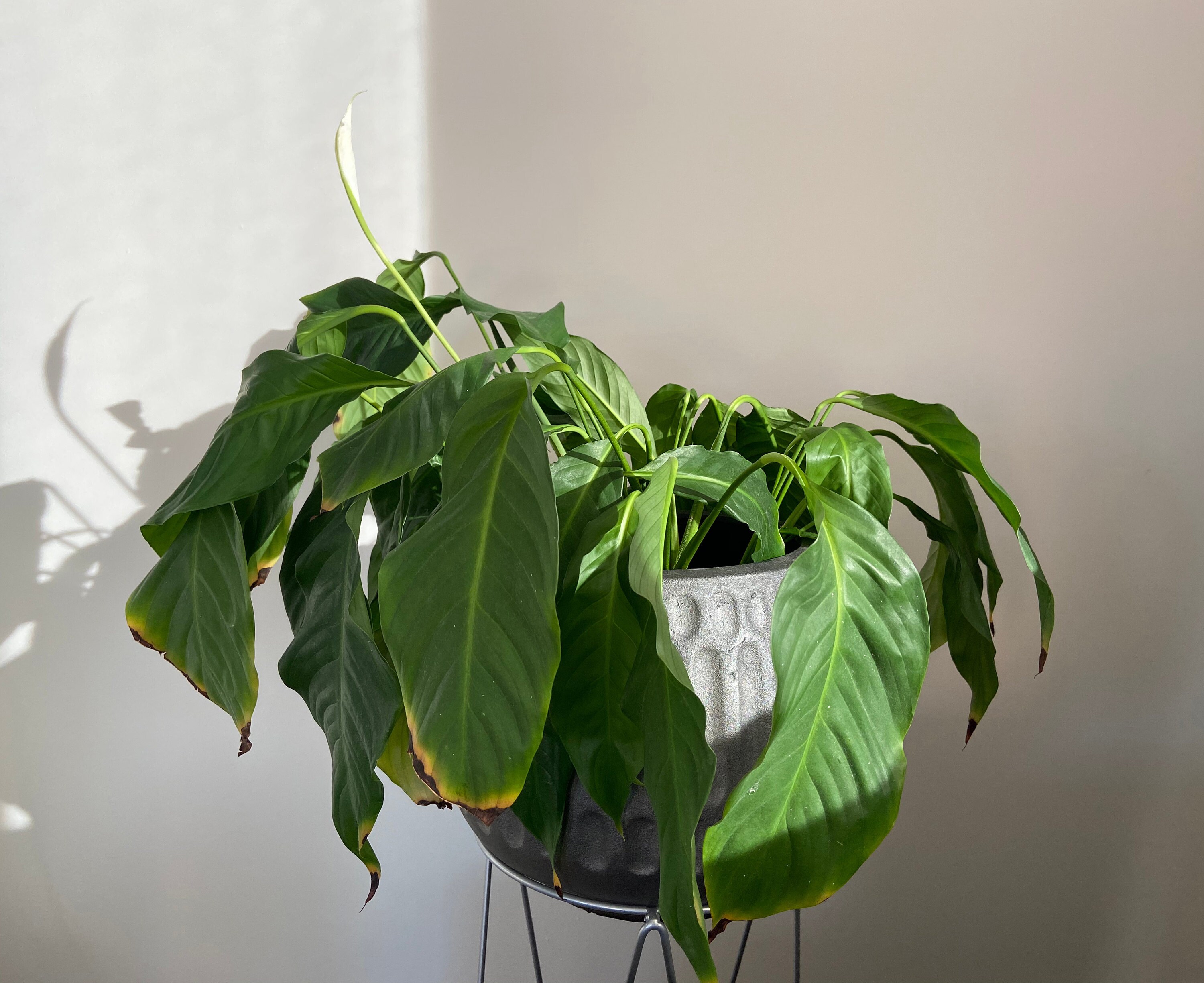 Peace lilies, the drama queens of the plant kingdom