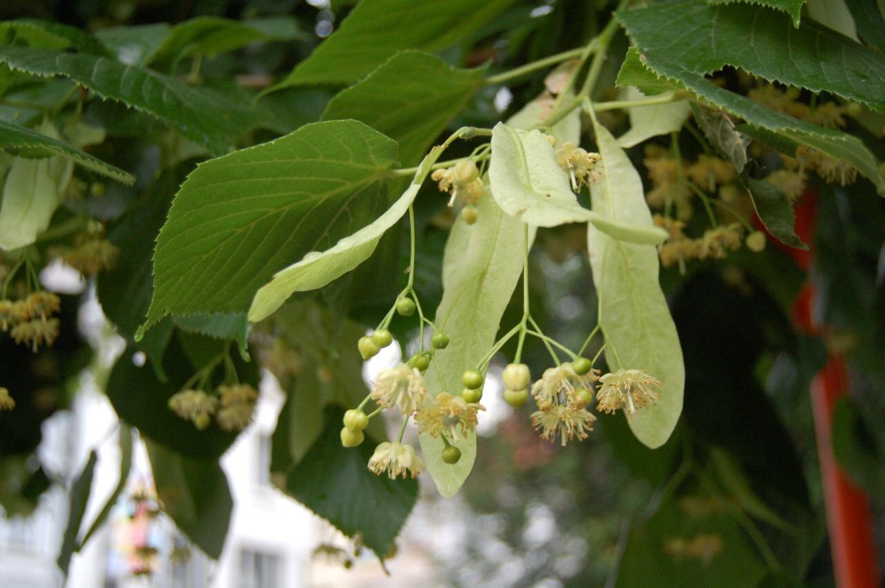 Linden