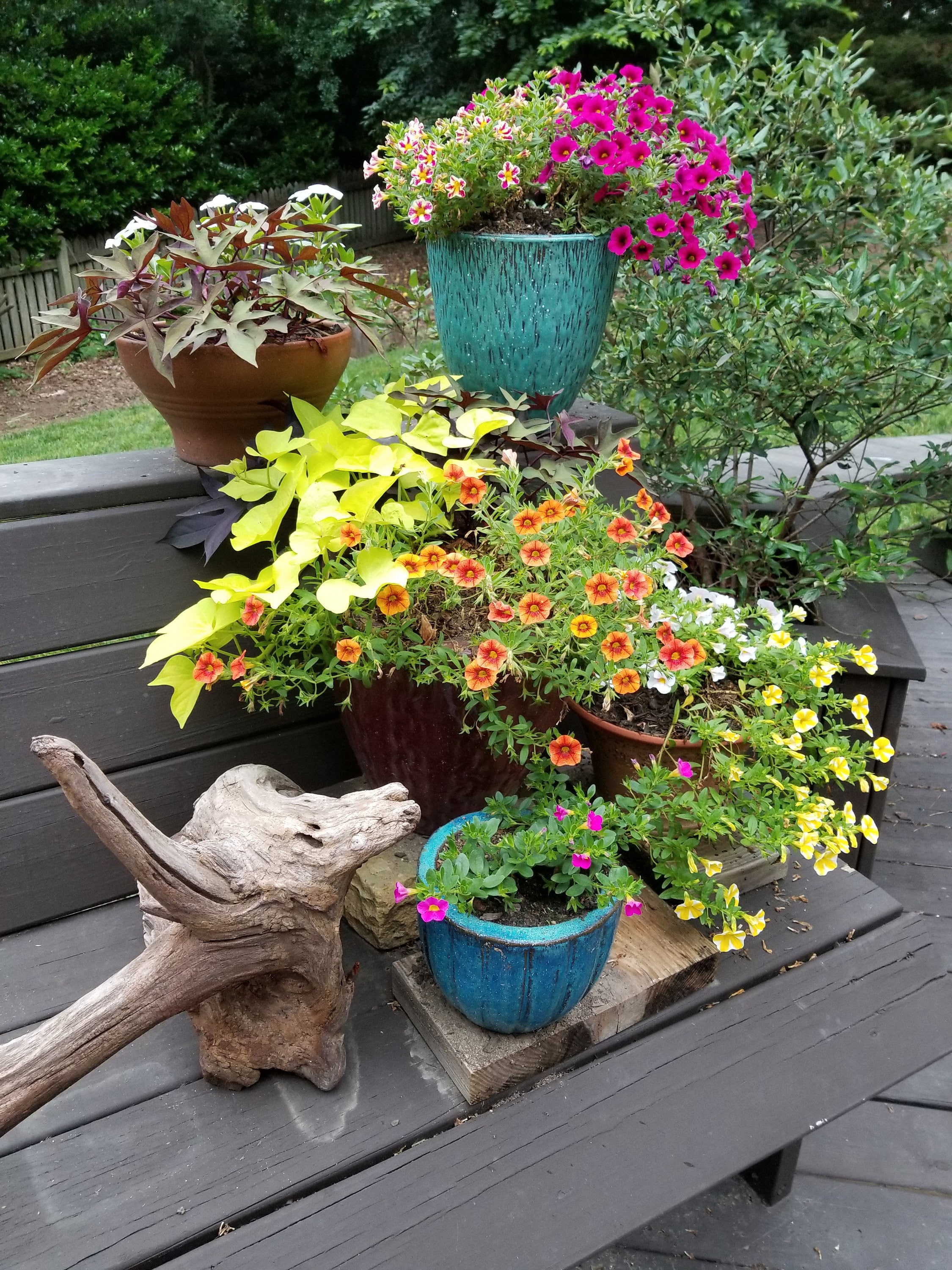 Driftwood root with a mix of tiered potted plants on the deck