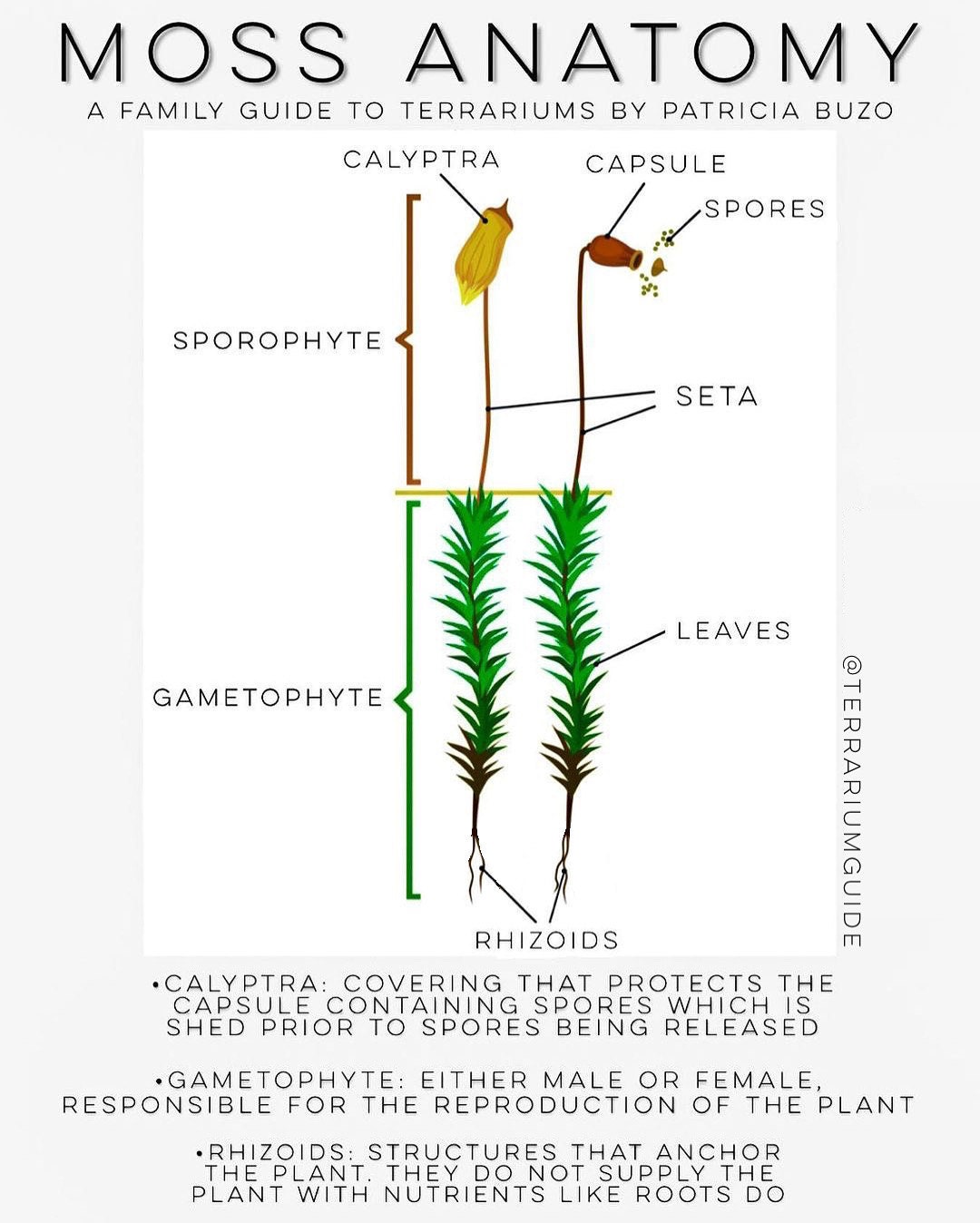 Moss anatomy diagram