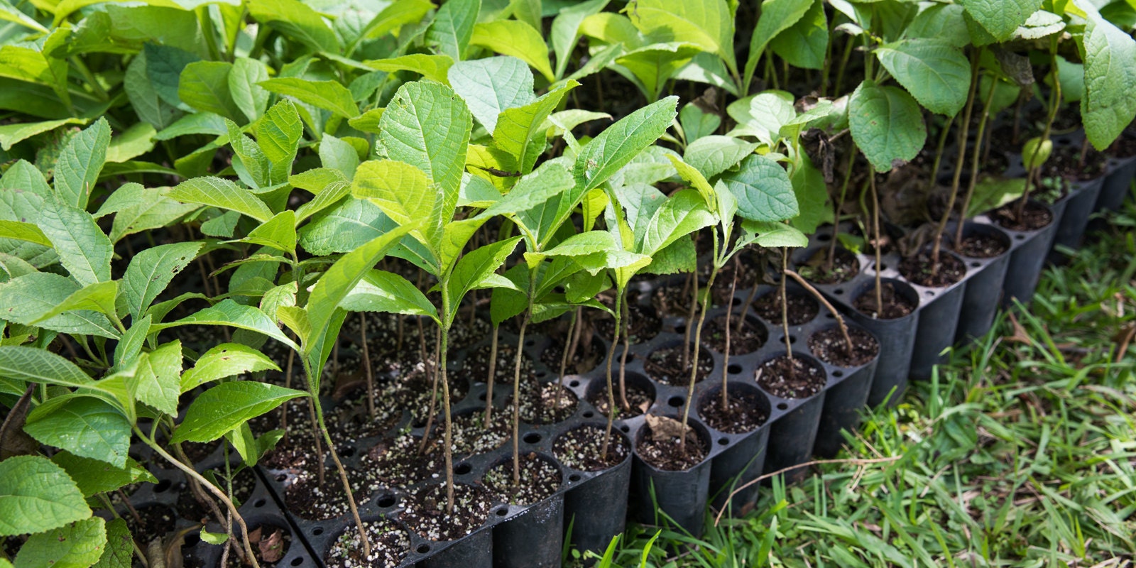tree saplings in planters on grass
