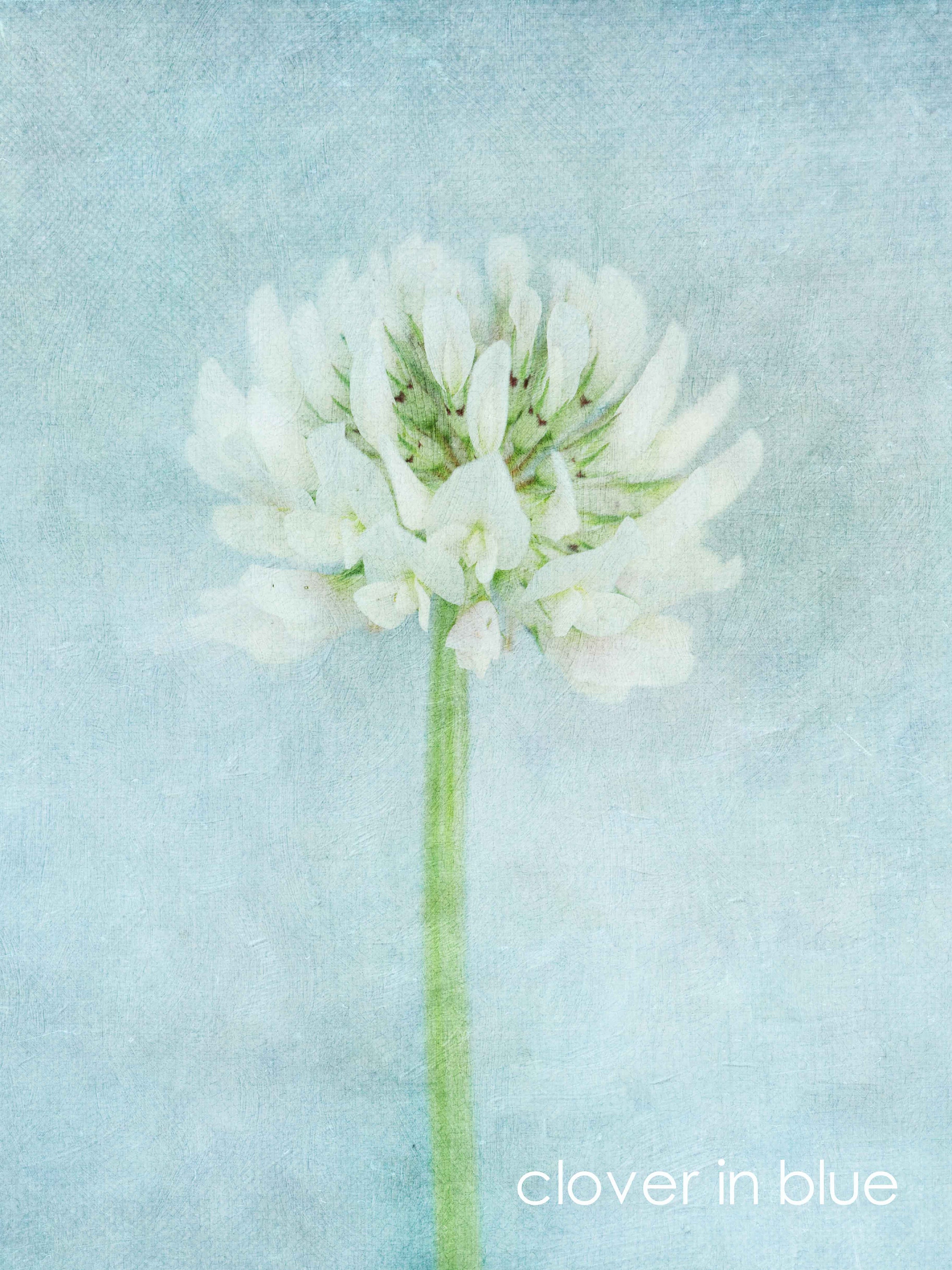 blue and white floral botanical fine art at the affordable art fair christmas market by deborah pendell with morgan davies art