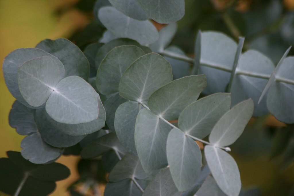 Eucalyptus