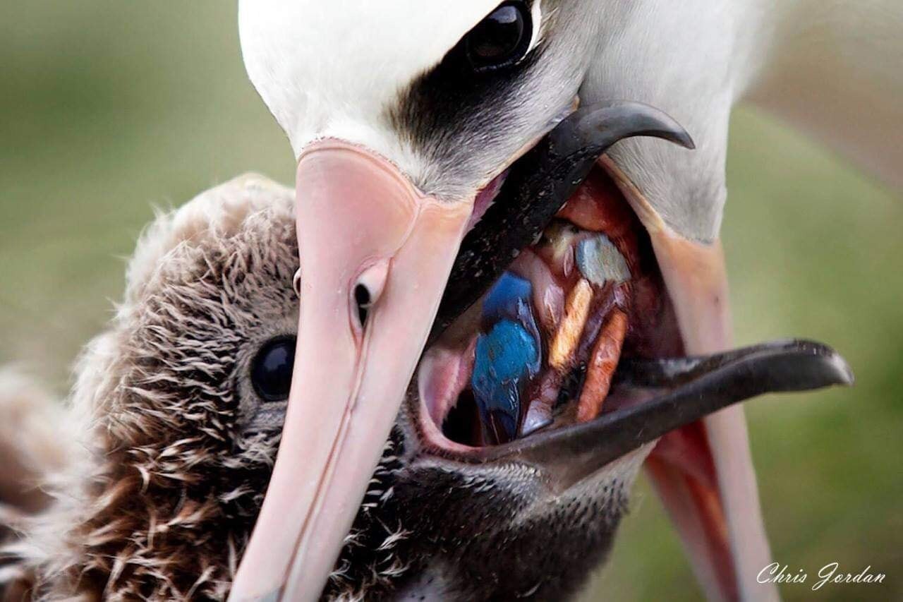 albatross bird feeding her baby plastic