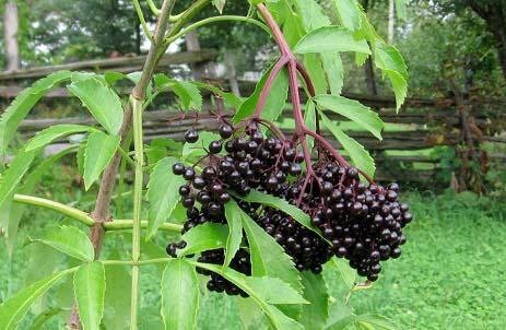 Elderberries