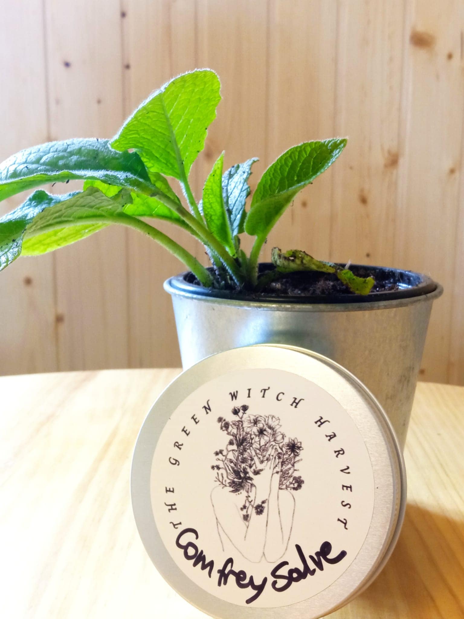 Comfrey Salve