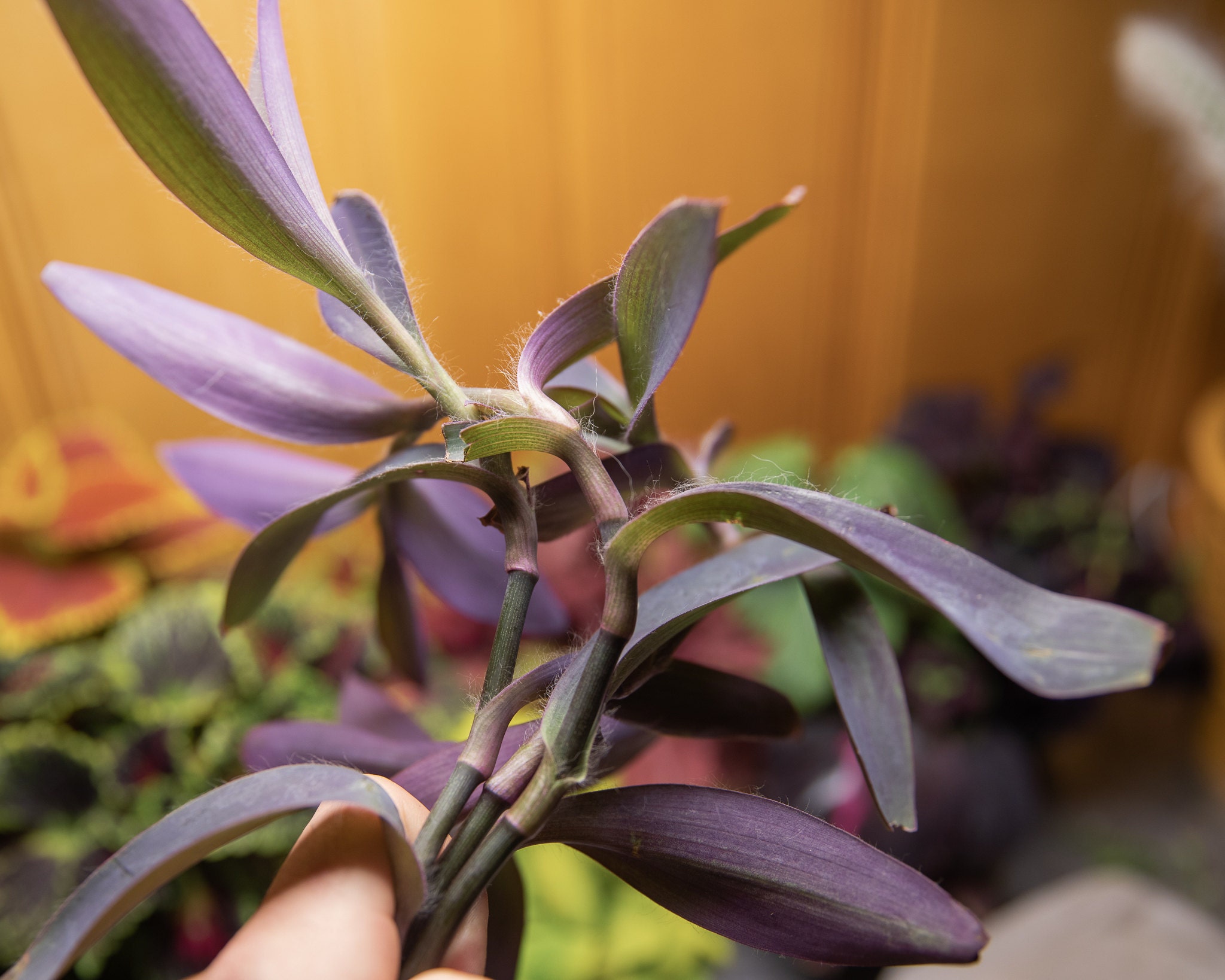 Tradescantia pallida Purple Heart