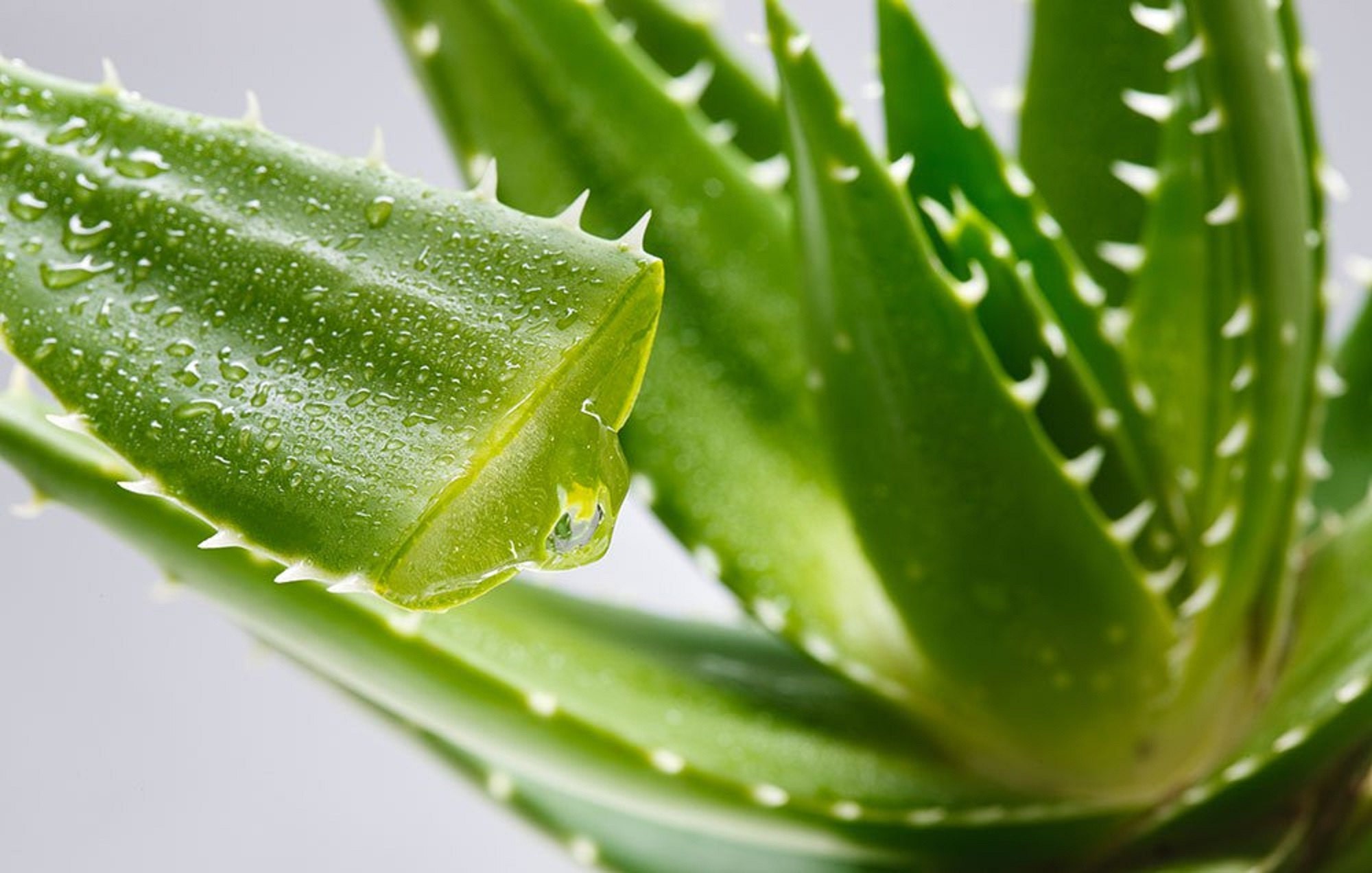 Locally grown aloe vera