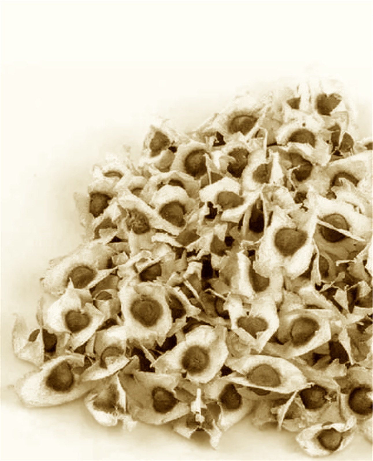 Moringa Seeds