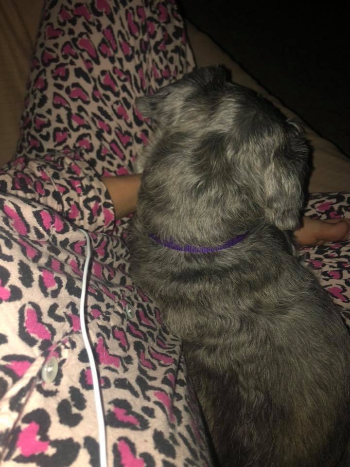 My Schnauzer absorbing the positive energy I get through meditation