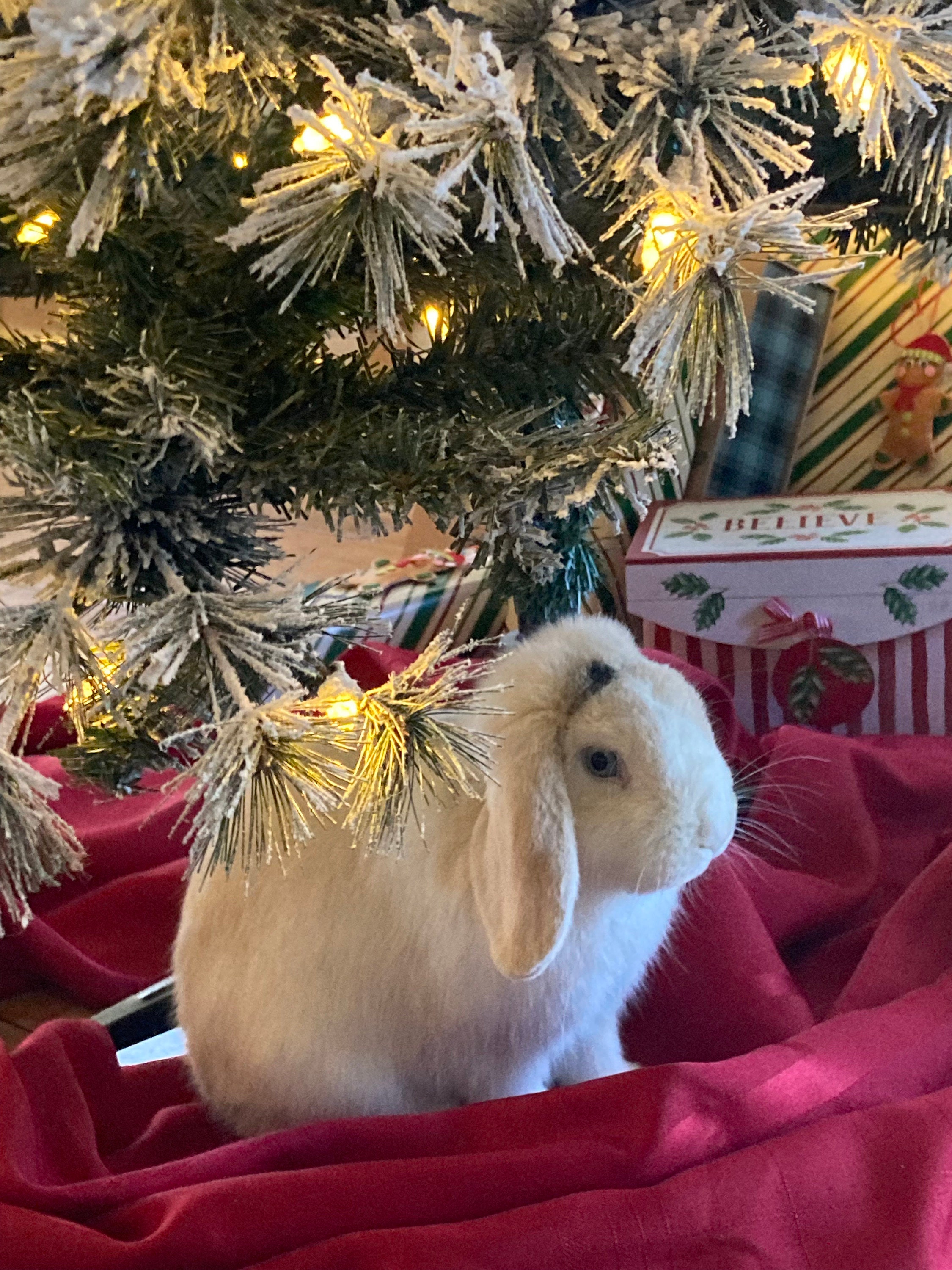 Bugs first Christmas